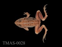 Dark-spotted frog Collection Image, Figure 1, Total 13 Figures